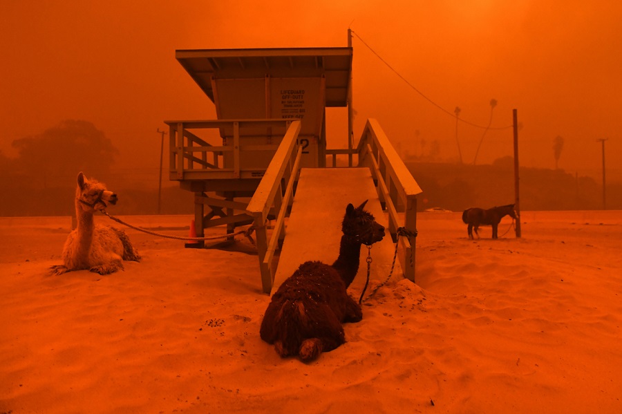 MALIBU, CALIFORNIA NOVEMBER 9, 2018-Llamas are tied to a lifeguard stand on the beach in Malibu as the Woolsey Fire comes down the hill Friday. (Wally Skalij/Los Angeles Times)