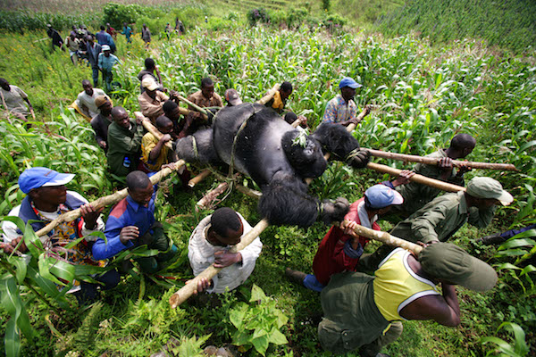 Brent Stirton/Getty Images Reportage