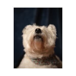 Wet Nose Pawject